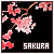 Japanese Cherry Blossom / Sakura